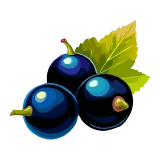 Čierny bez
